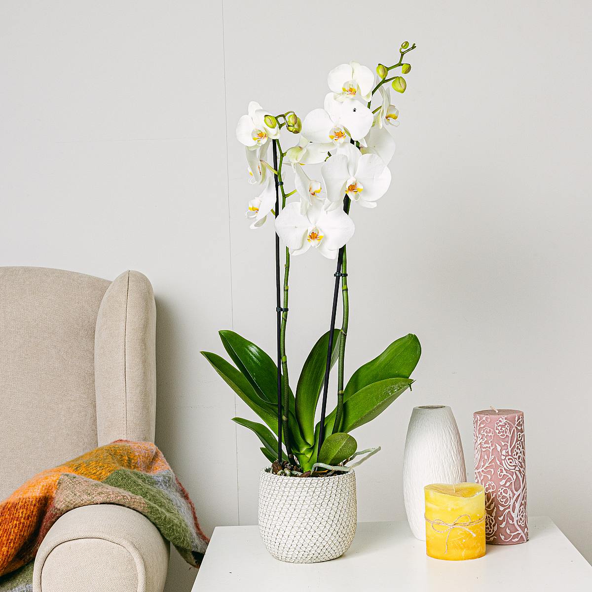 Biała orchidea picture 3