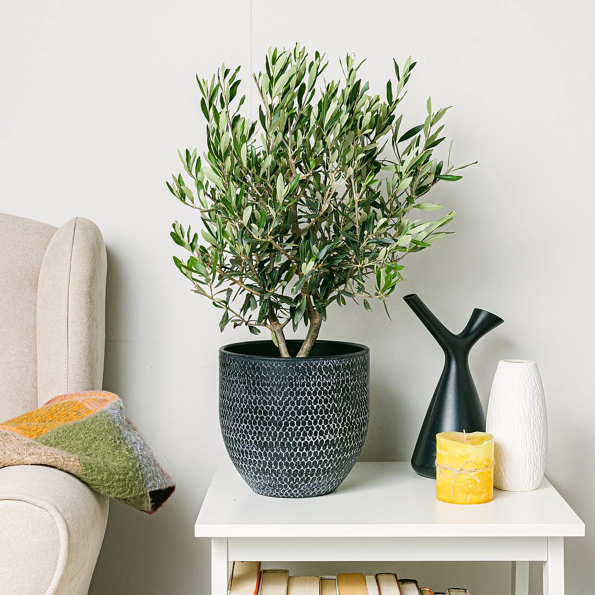 Árbol de Olivo - Buena suerte y prosperidad picture 2