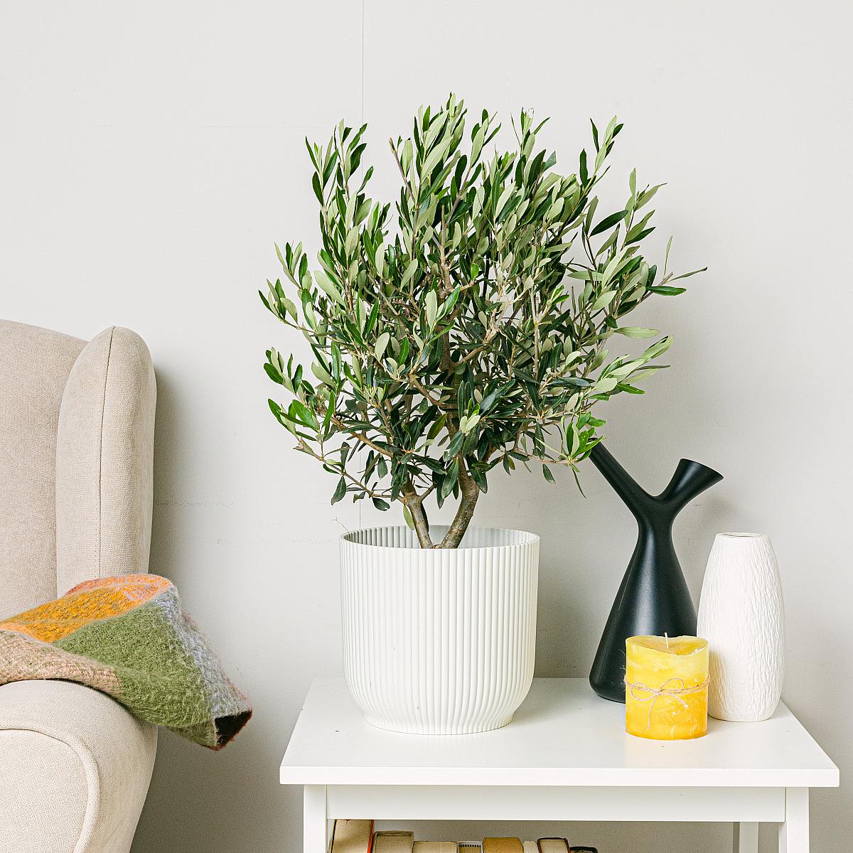 Árbol de Olivo - Buena suerte y prosperidad picture 3