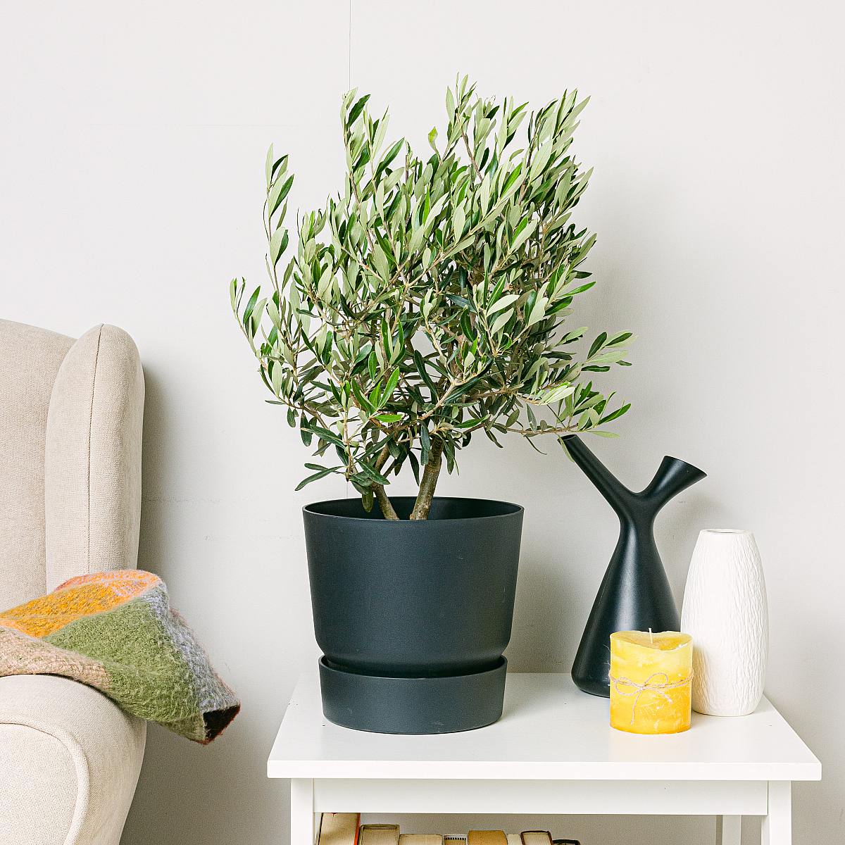 Árbol de Olivo - Buena suerte y prosperidad picture 5