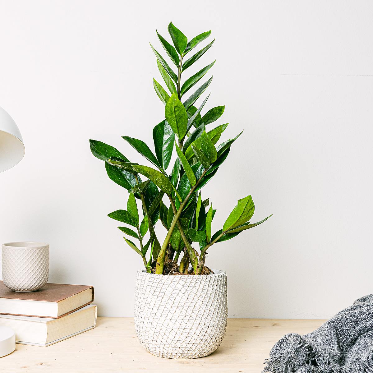 Zakład 'Kruk' (ZZ) picture 0