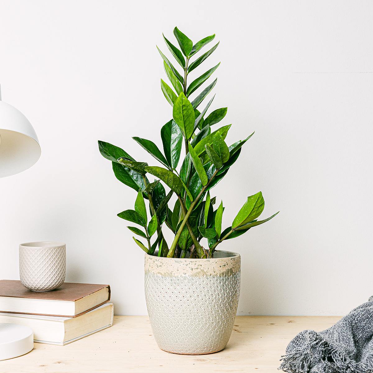 Zakład 'Kruk' (ZZ) picture 1