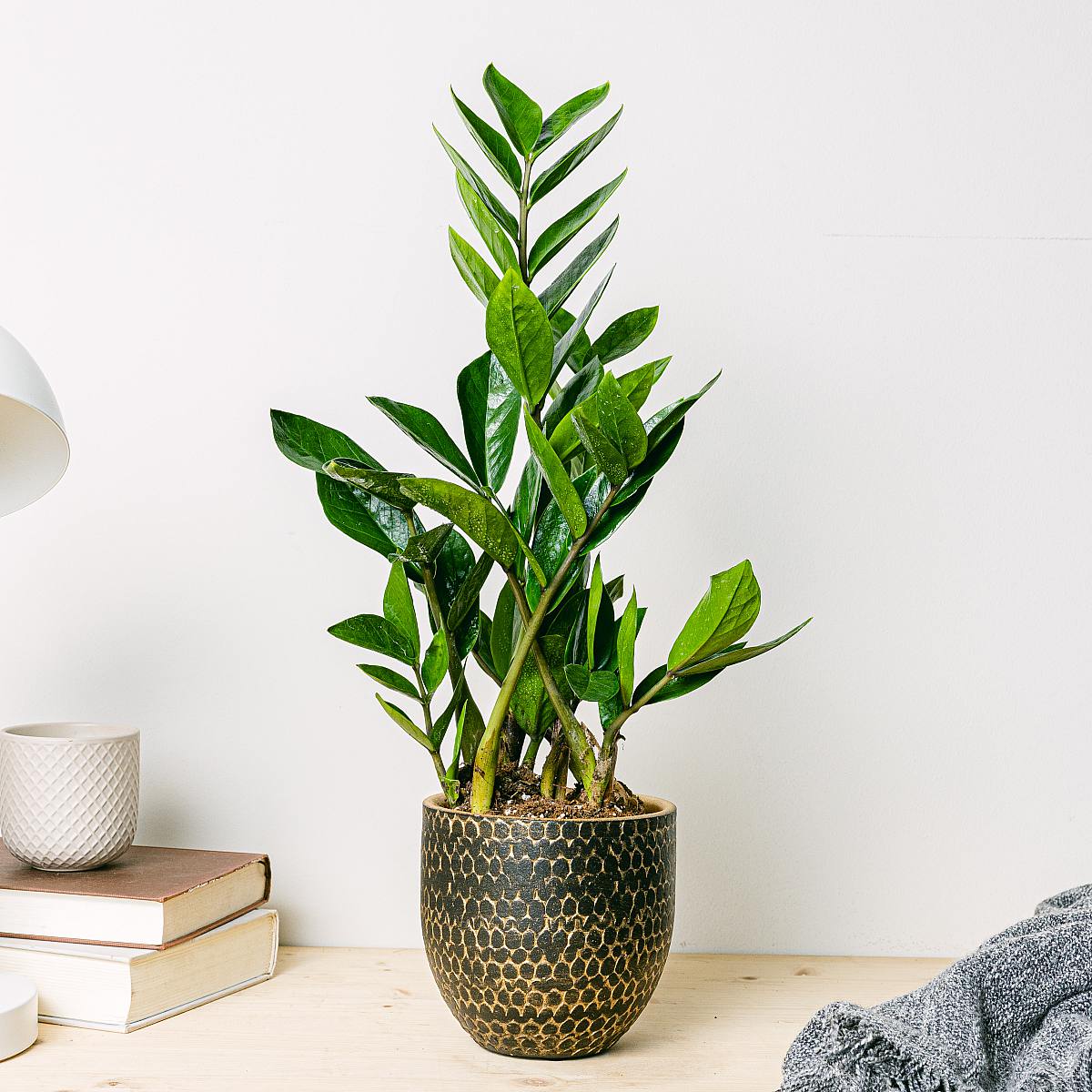 Zakład 'Kruk' (ZZ) picture 2