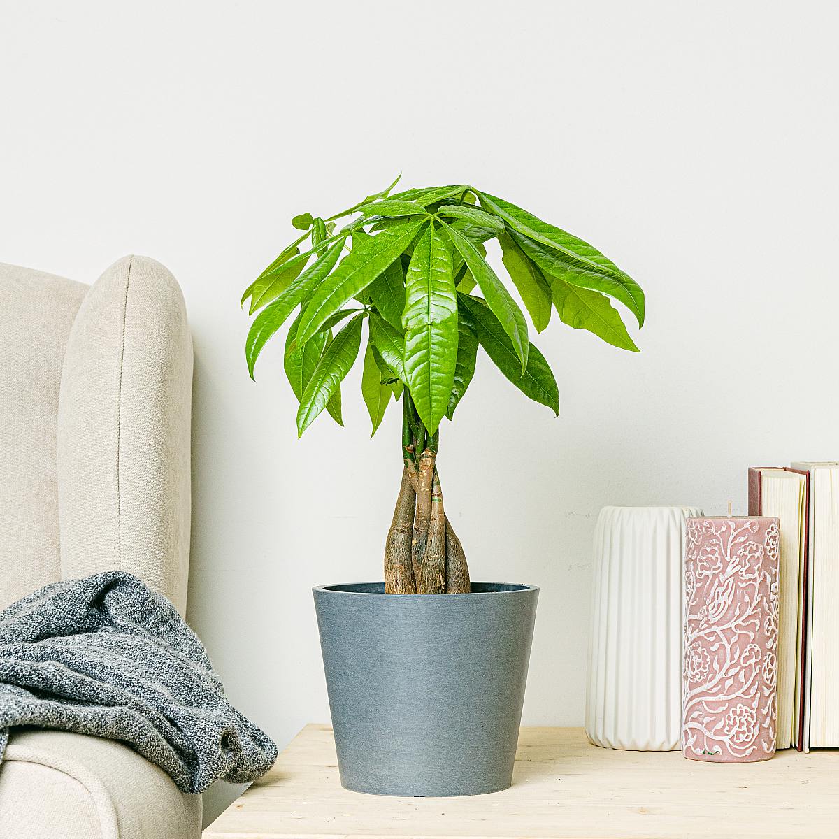 Пачира picture 2