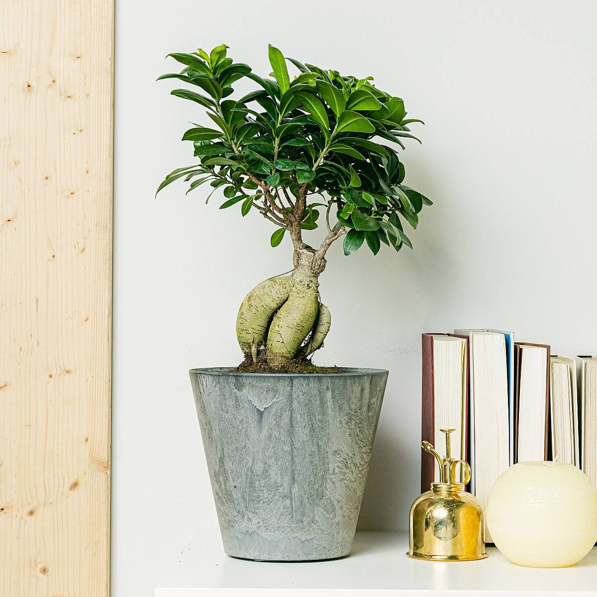 Ficus Ginseng picture 0