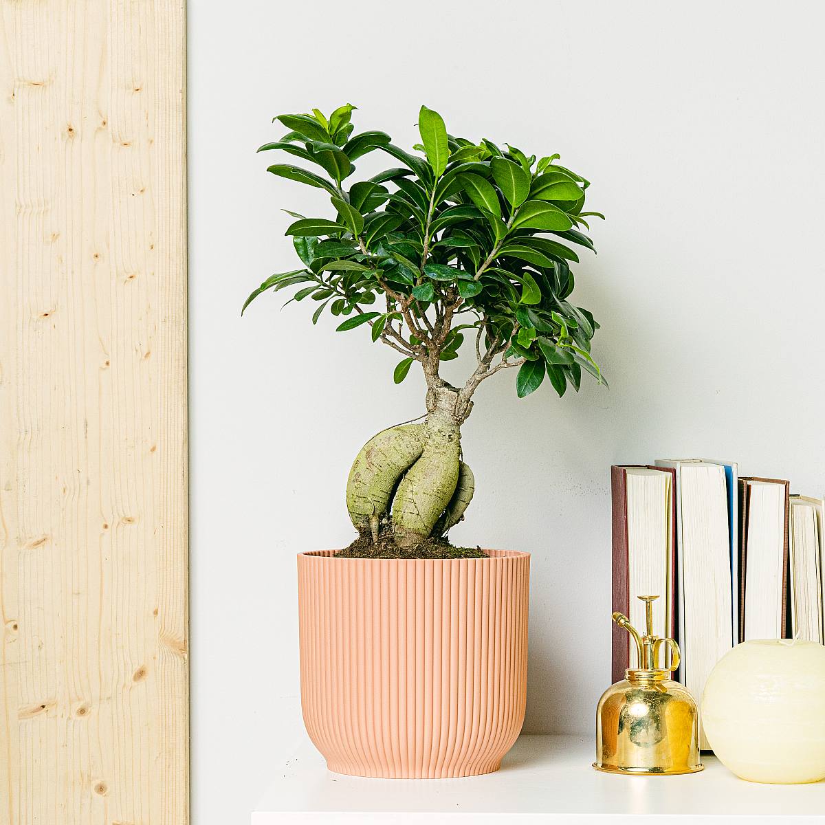 Ficus Ginseng picture 1