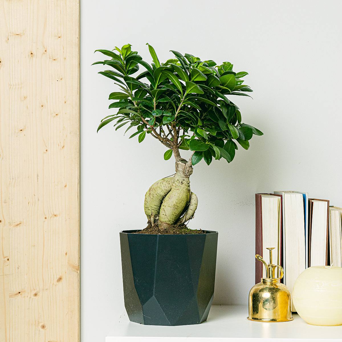 Ficus Ginseng picture 2