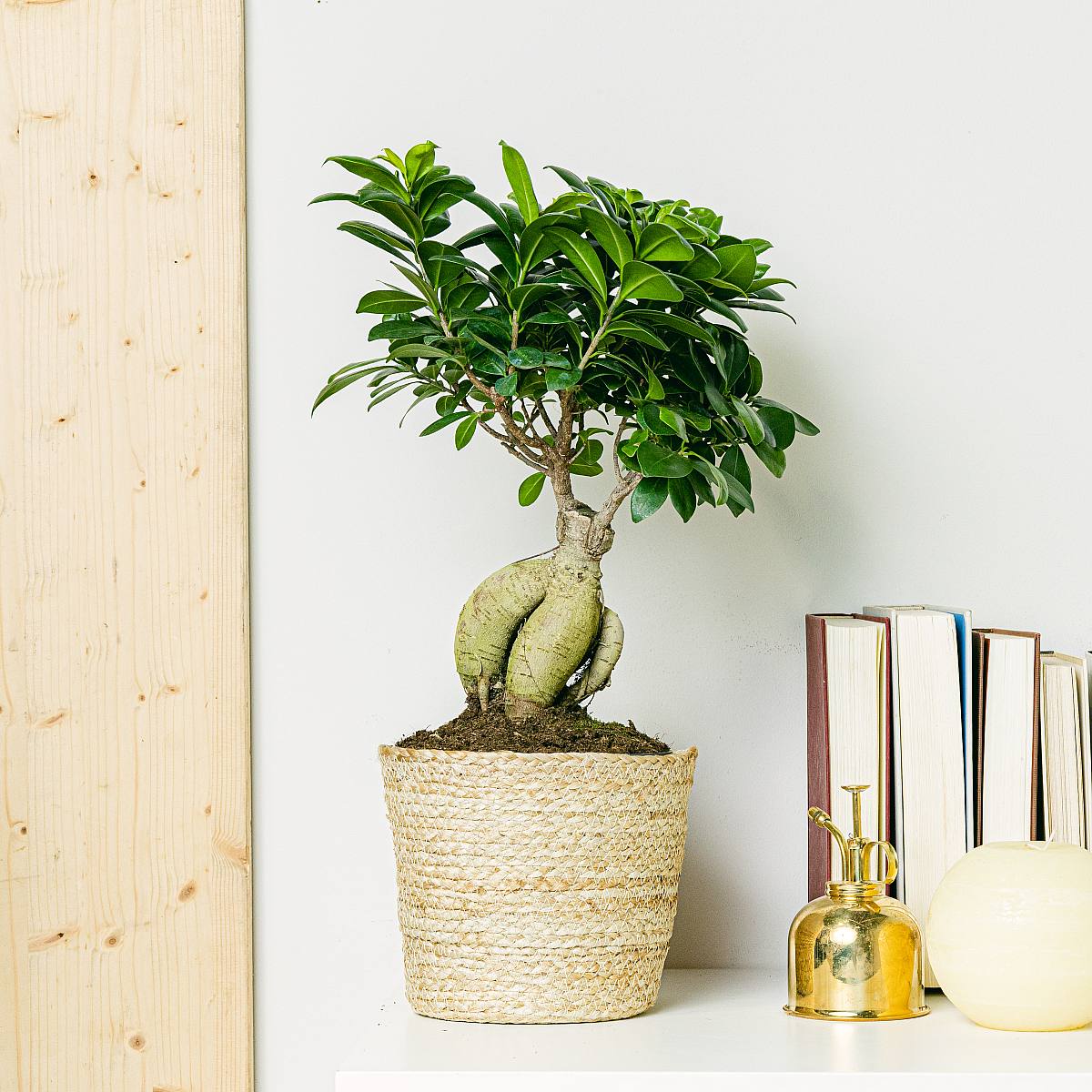 Ficus Ginseng picture 3