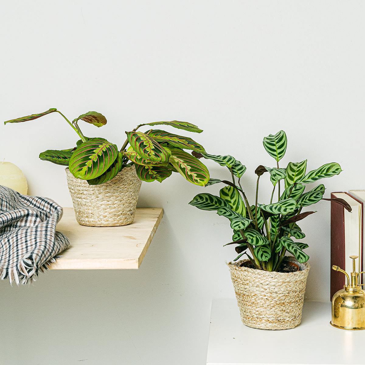 Duo der Marantas picture 2