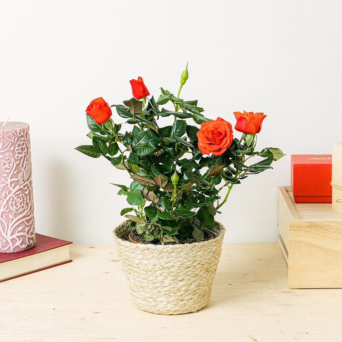 Rosaio Rosso picture 3