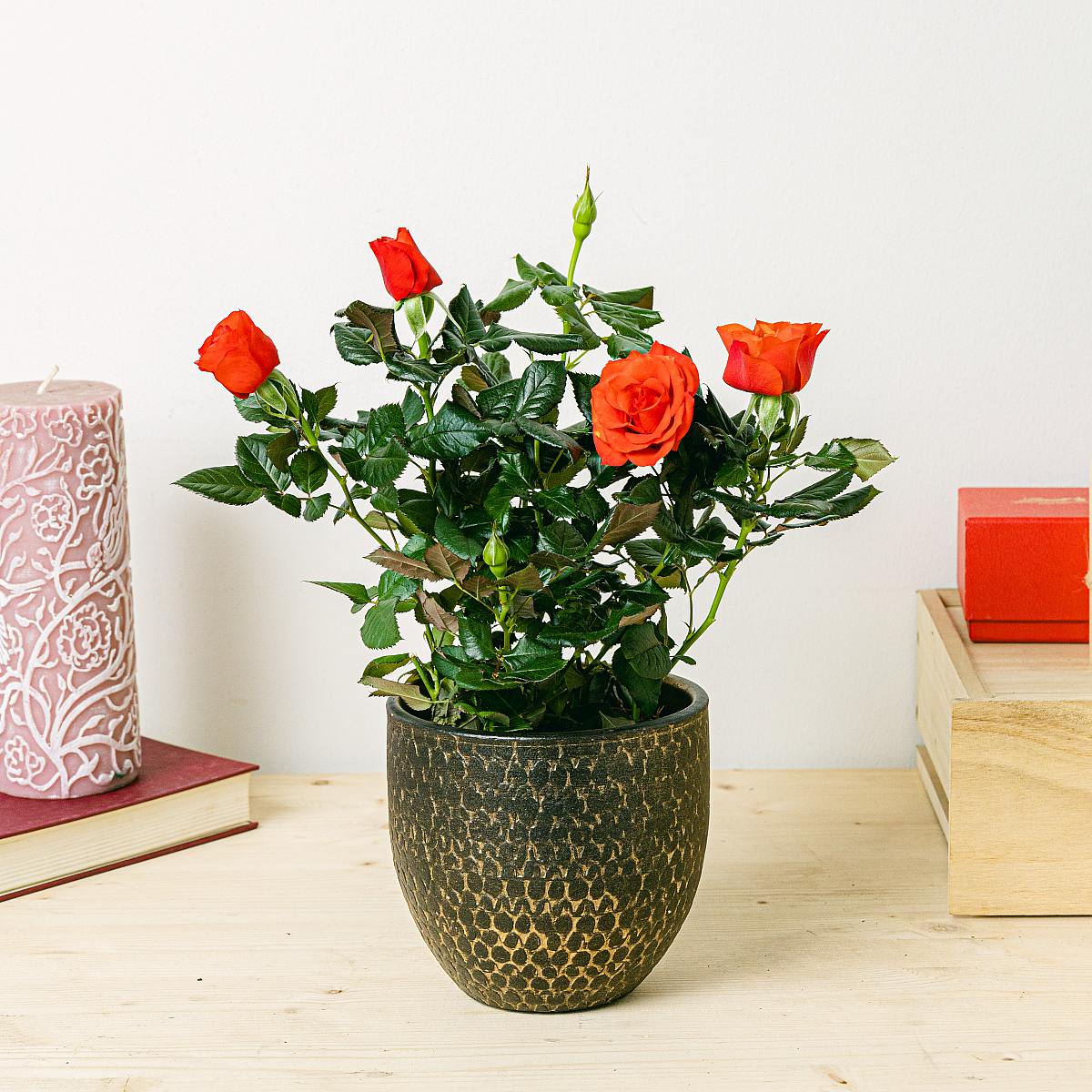 Rosaio Rosso picture 4