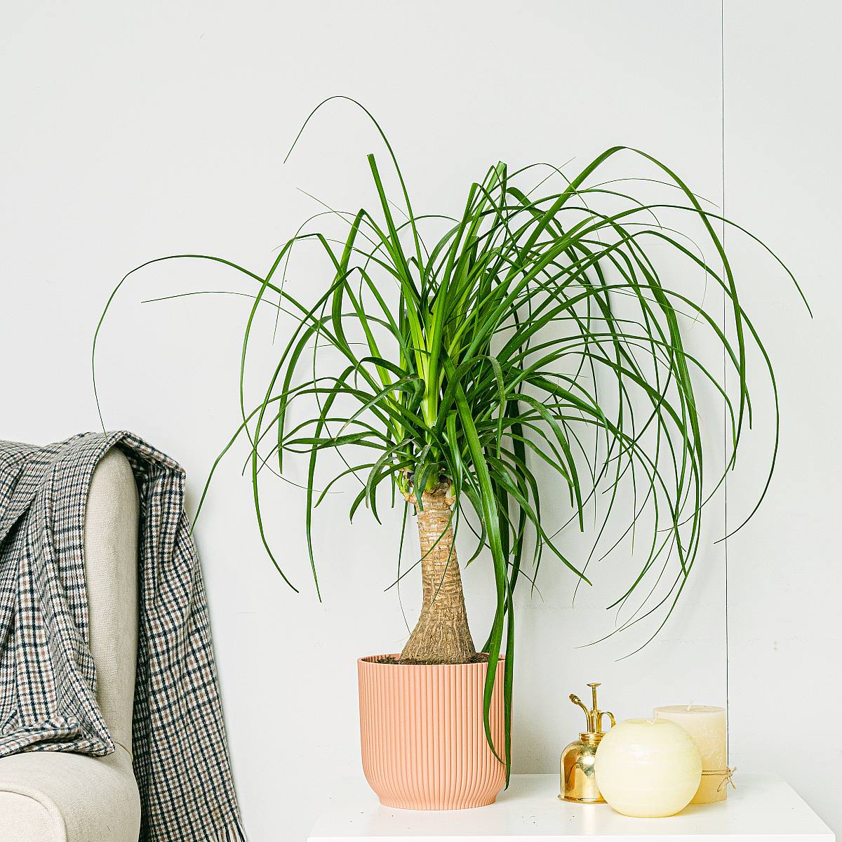 Beaucarnea picture 4