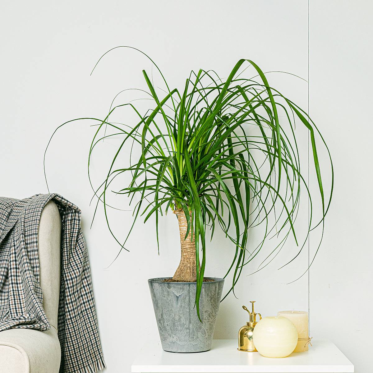 Beaucarnea picture 6