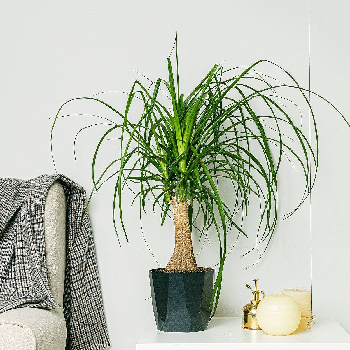 Beaucarnea picture 5