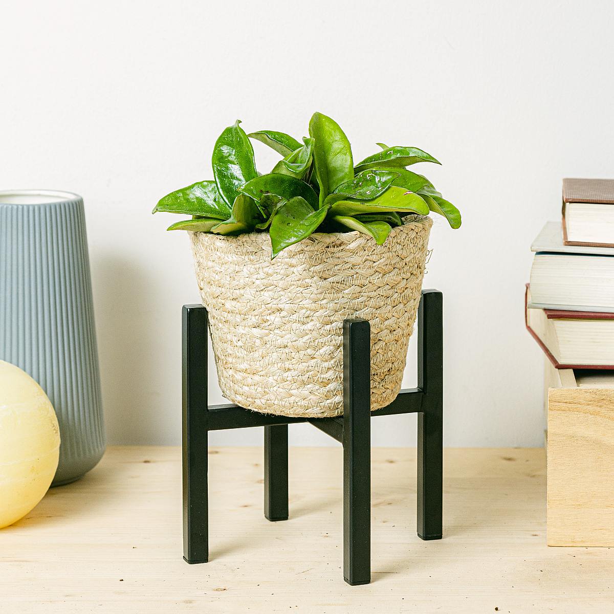 Hoya Carnosa Krinkle picture 0