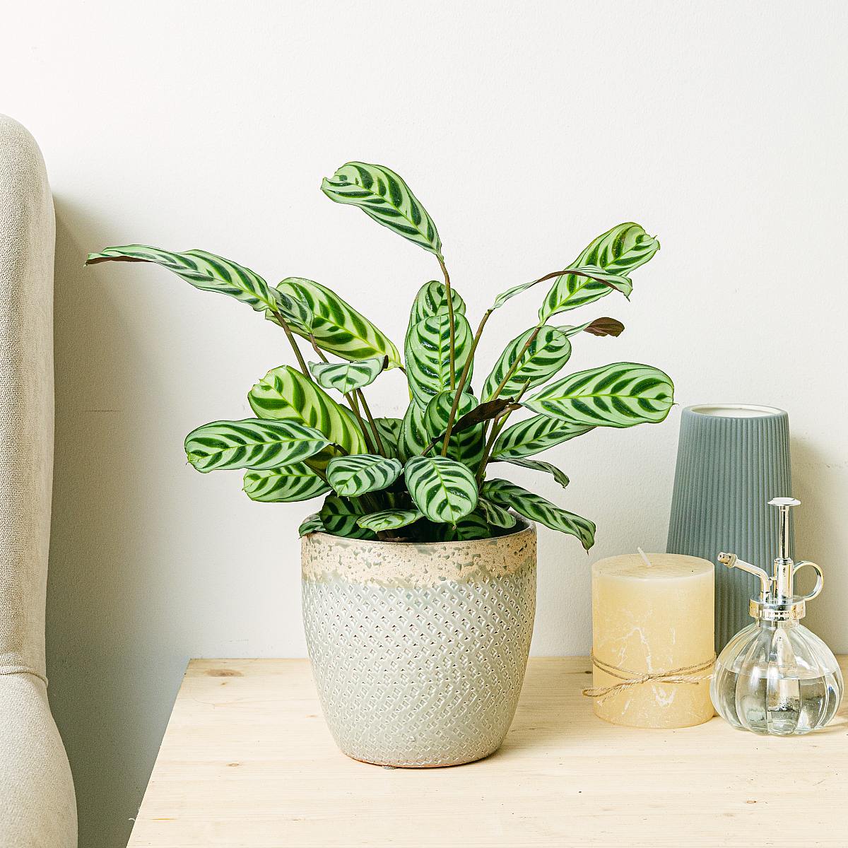 Ctenanthe Burle Marxii picture 2