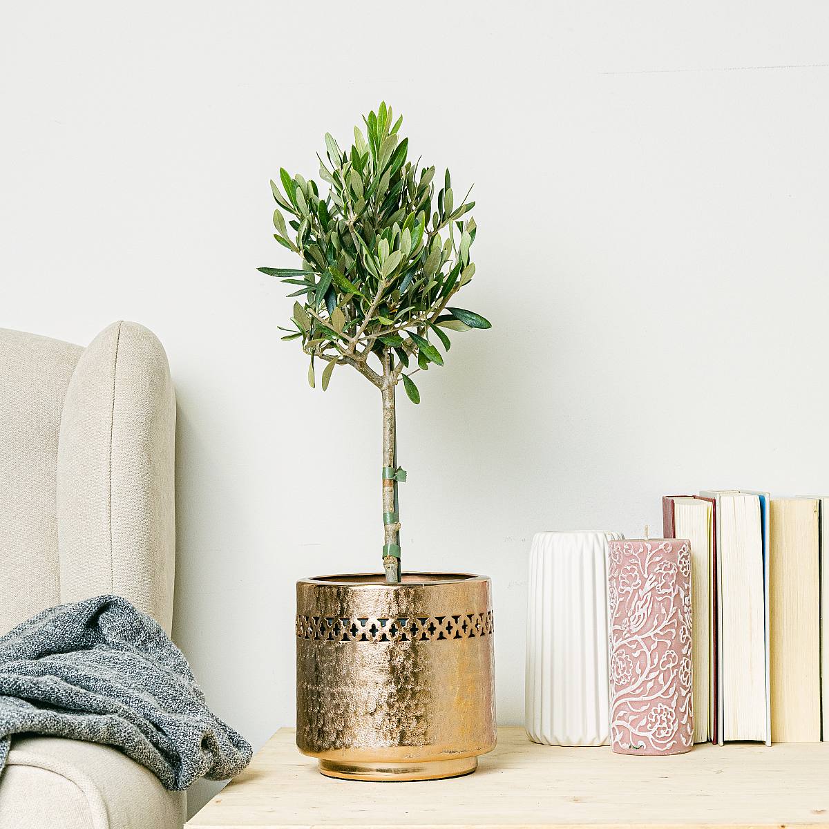 Drzewo oliwne picture 2