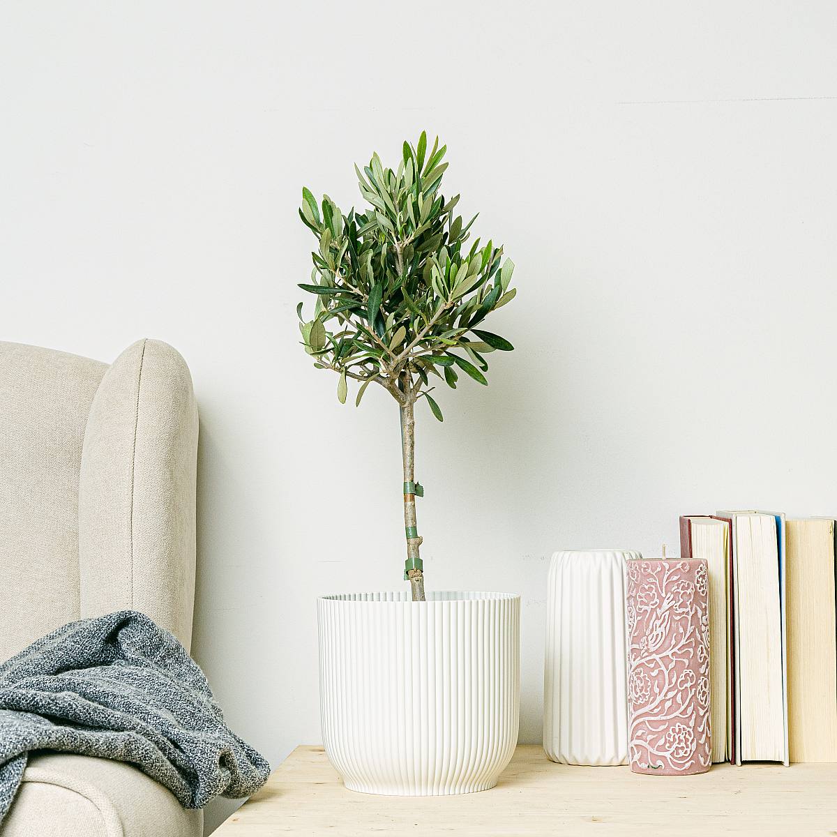 Drzewo oliwne picture 3