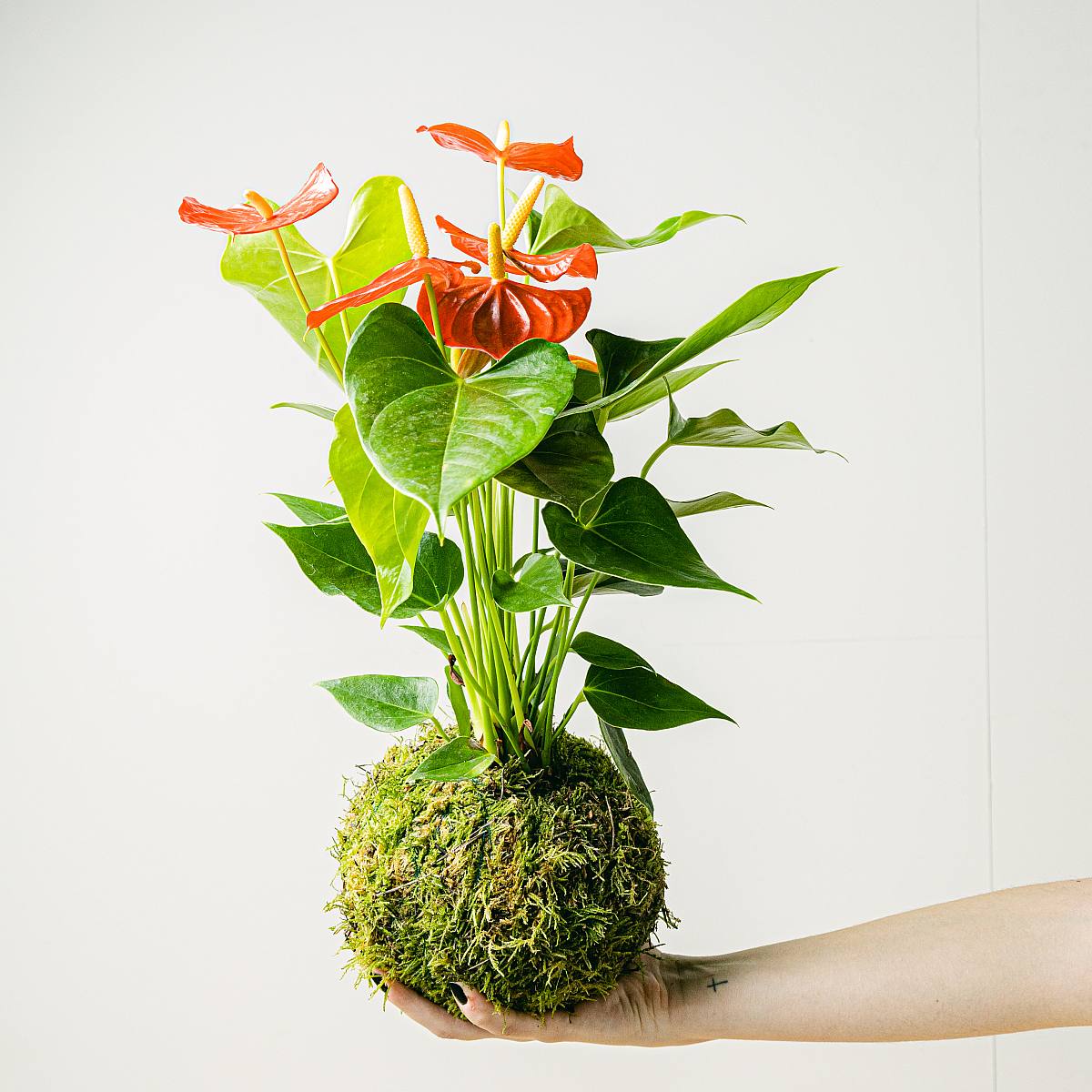 Kokedama Anthurium picture 2