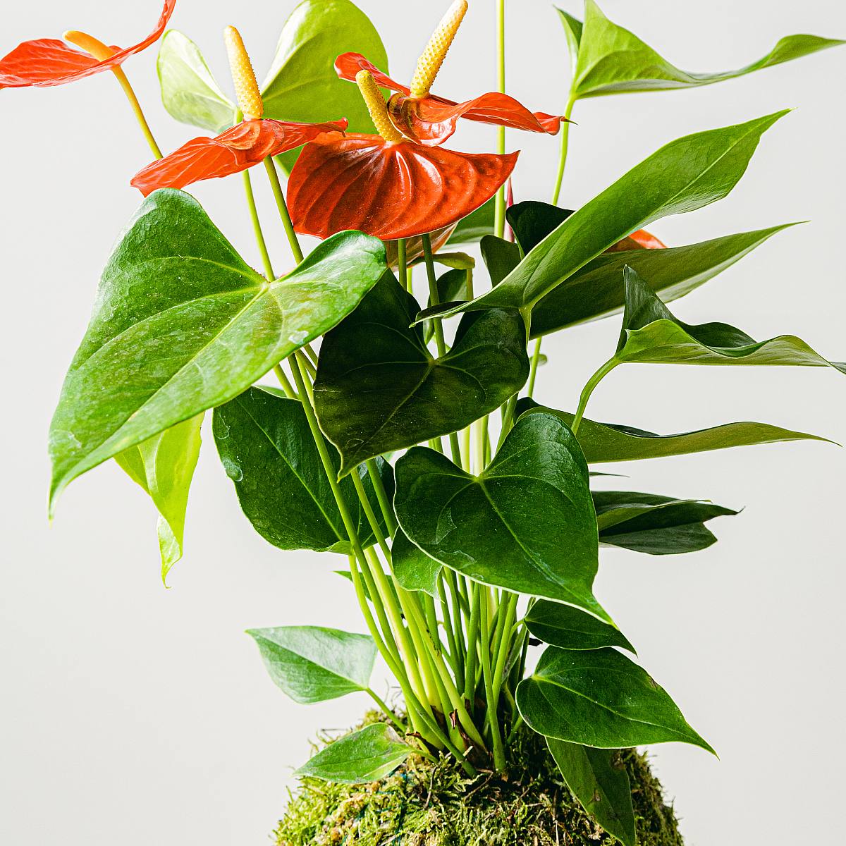Kokedama Anthurium picture 3