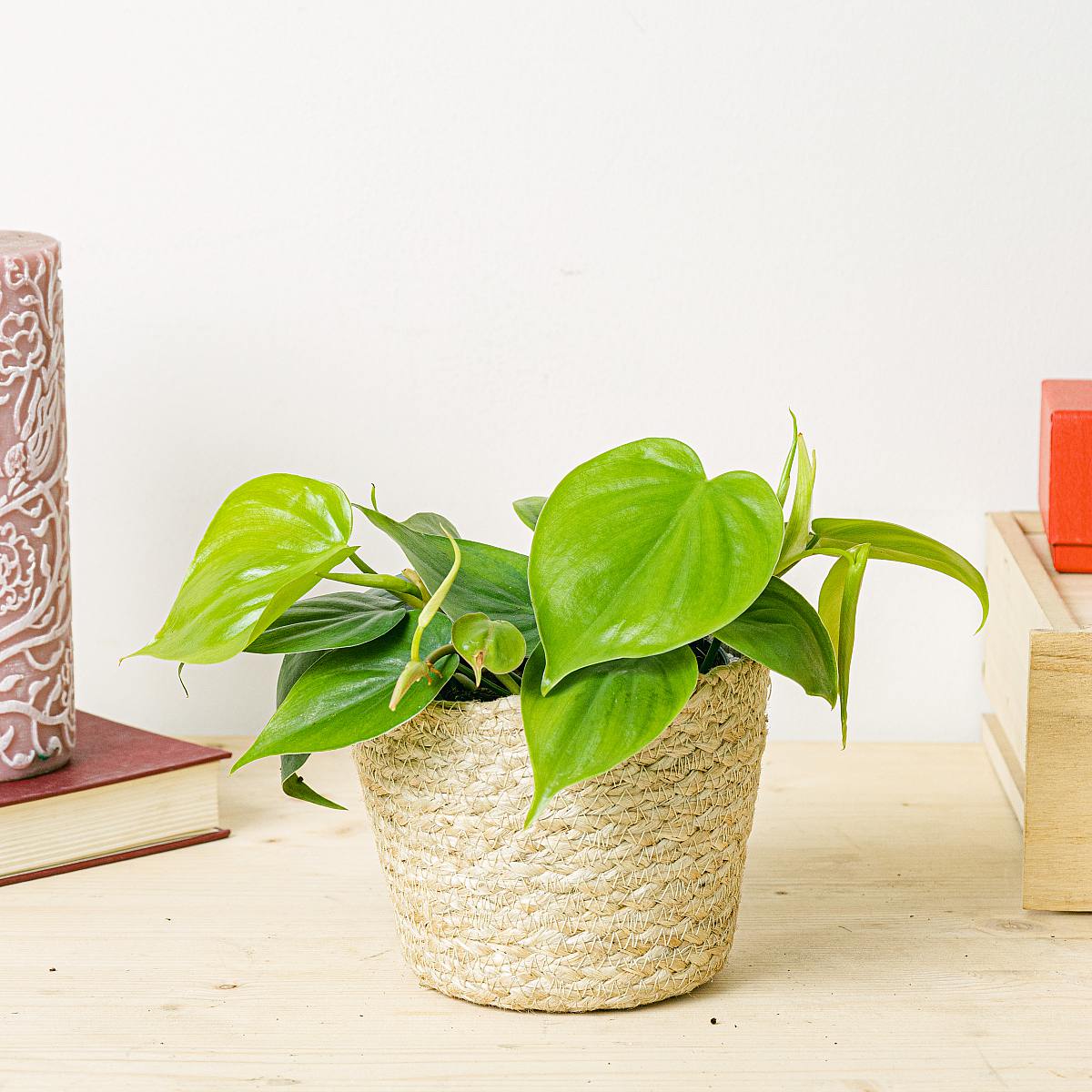 Philodendron scandens picture 4