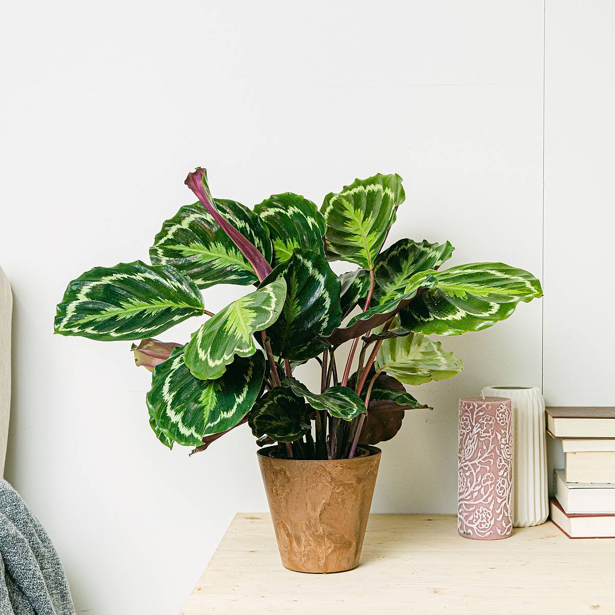 Calathea Medallion - Svěží zeleň picture 1