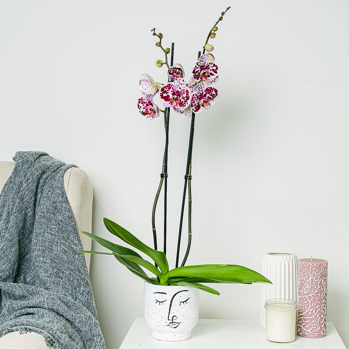 Tygří orchidej picture 0