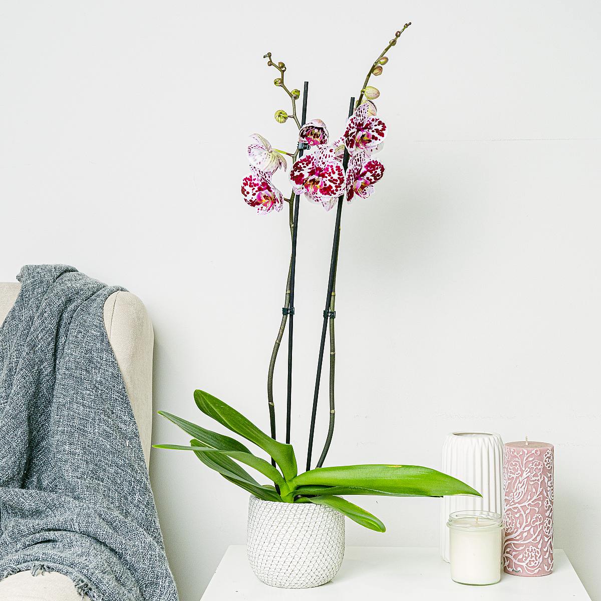 Tygří orchidej picture 1