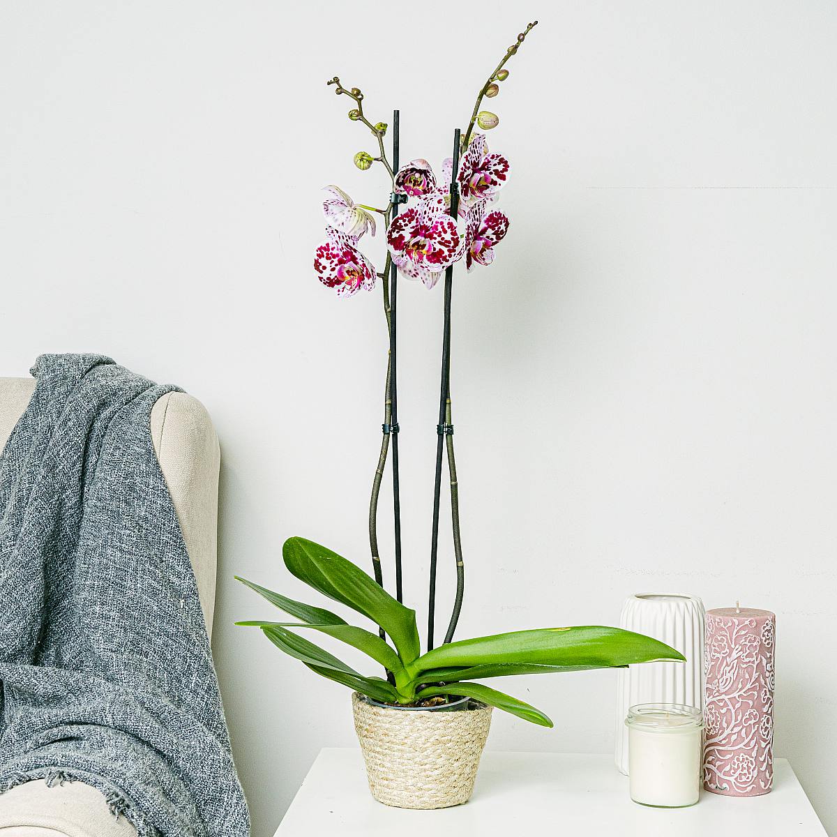 Tygří orchidej picture 2