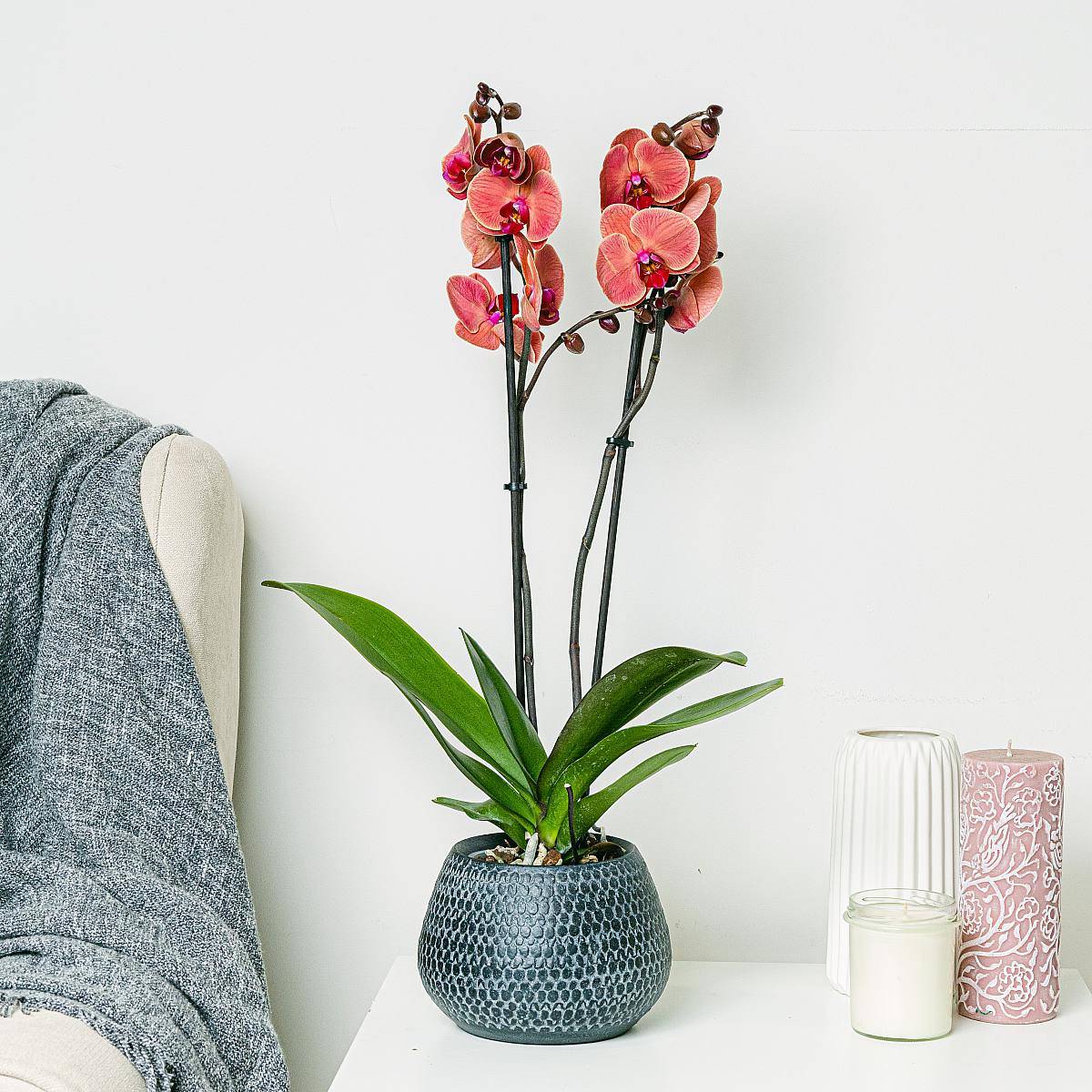 Różowa Orchidea picture 0