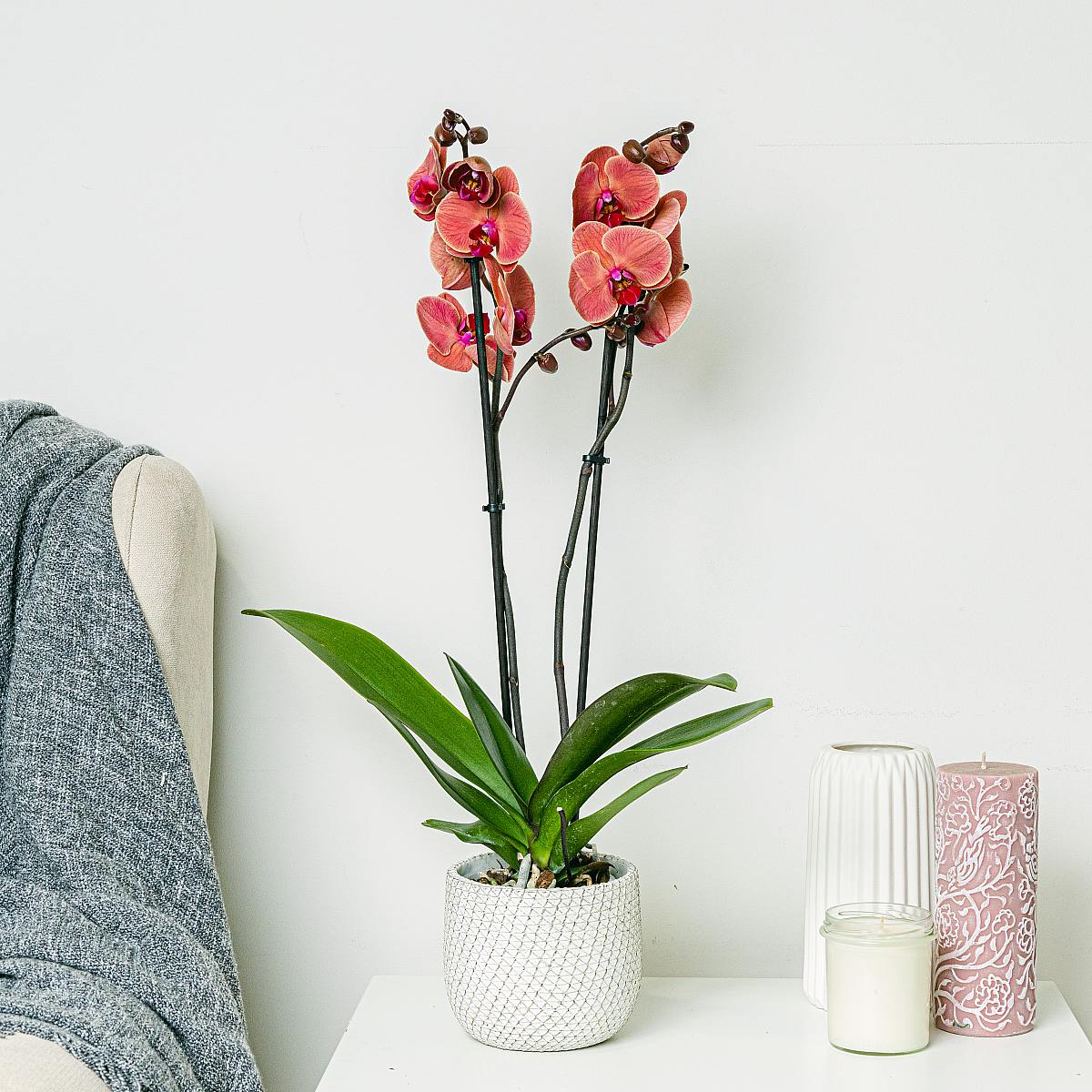 Różowa Orchidea picture 1