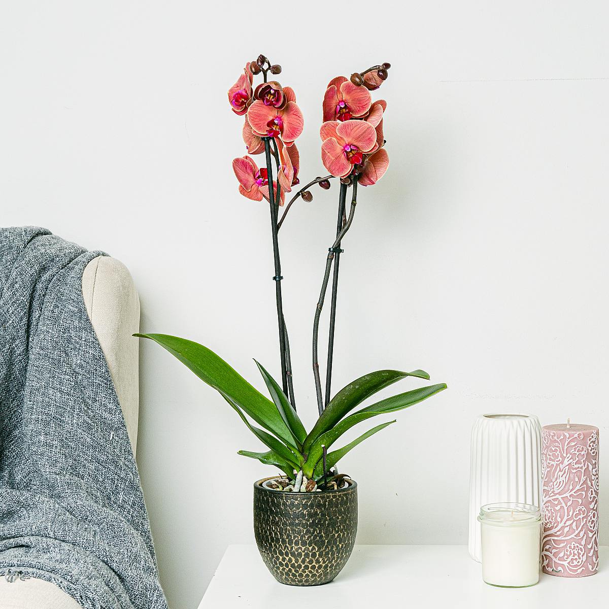 Różowa Orchidea picture 2