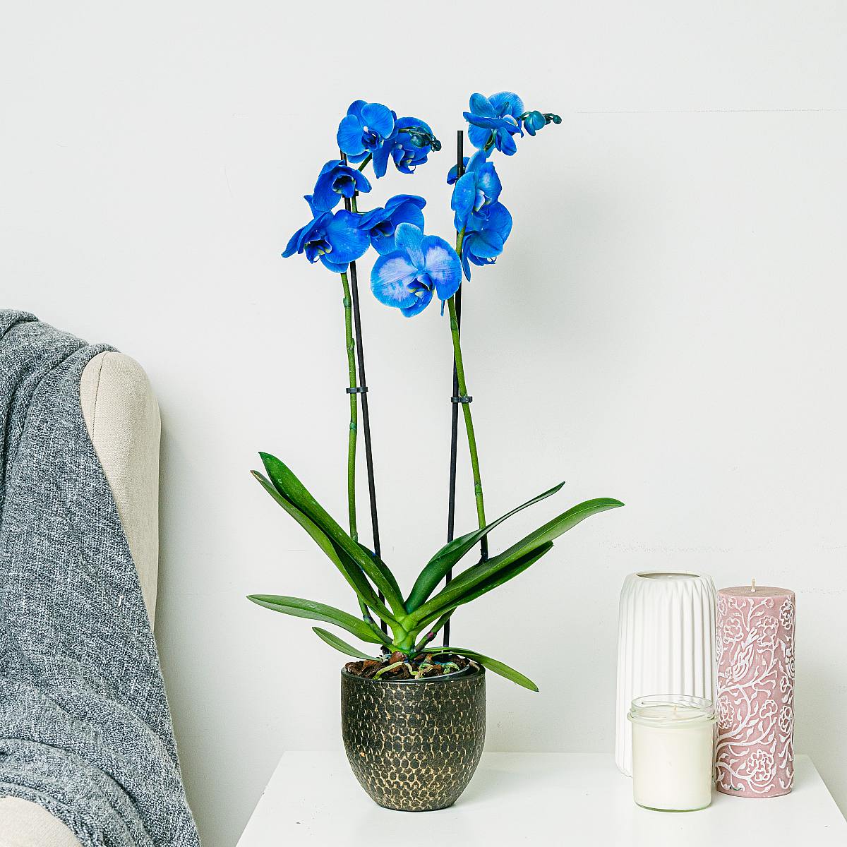 Modrá orchidej picture 2