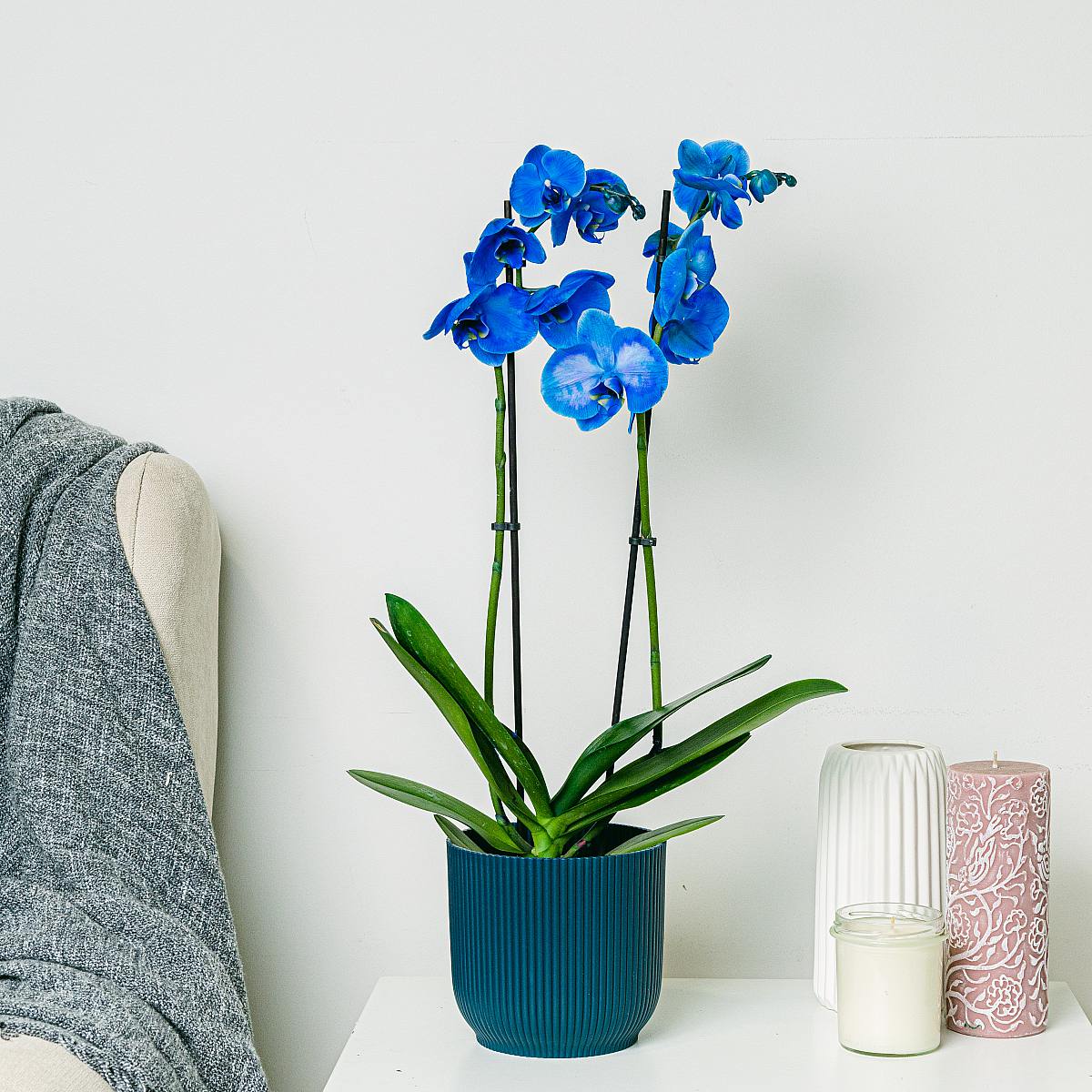 Modrá orchidej picture 0