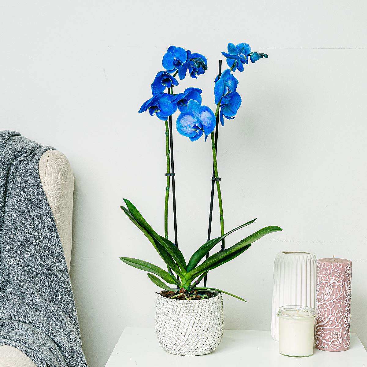 Modrá orchidej picture 1