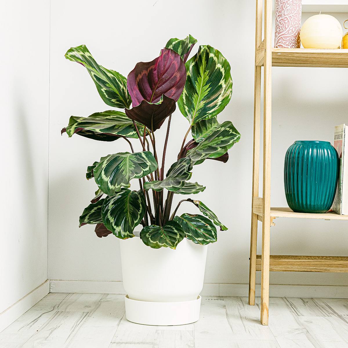 Medailon Calathea picture 2