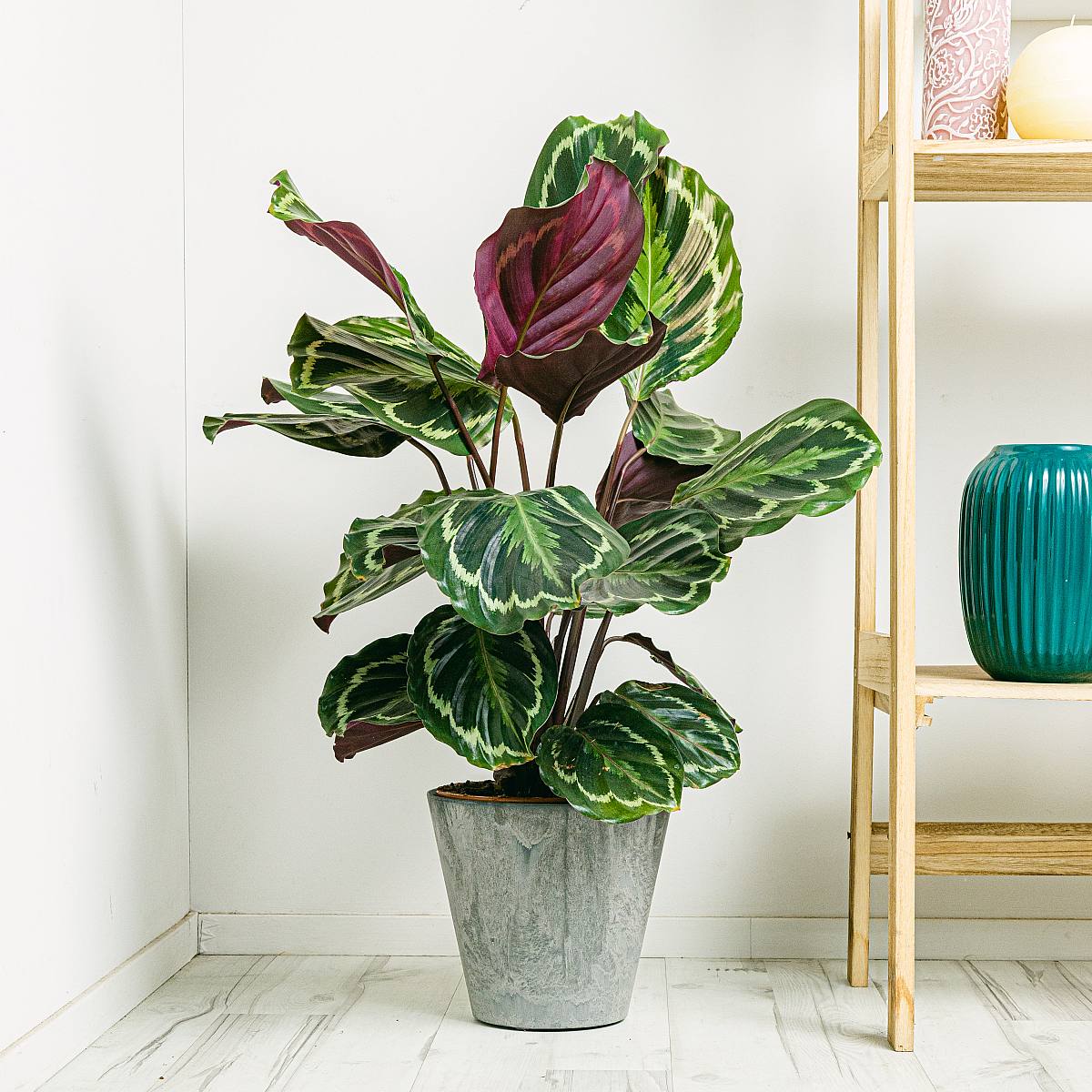 Medailon Calathea picture 3