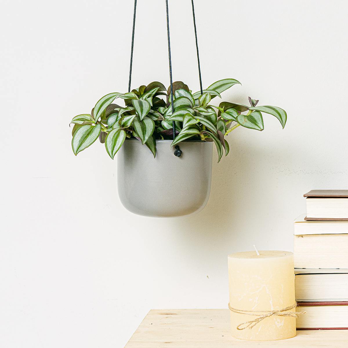 Tradescantia zebrina picture 1