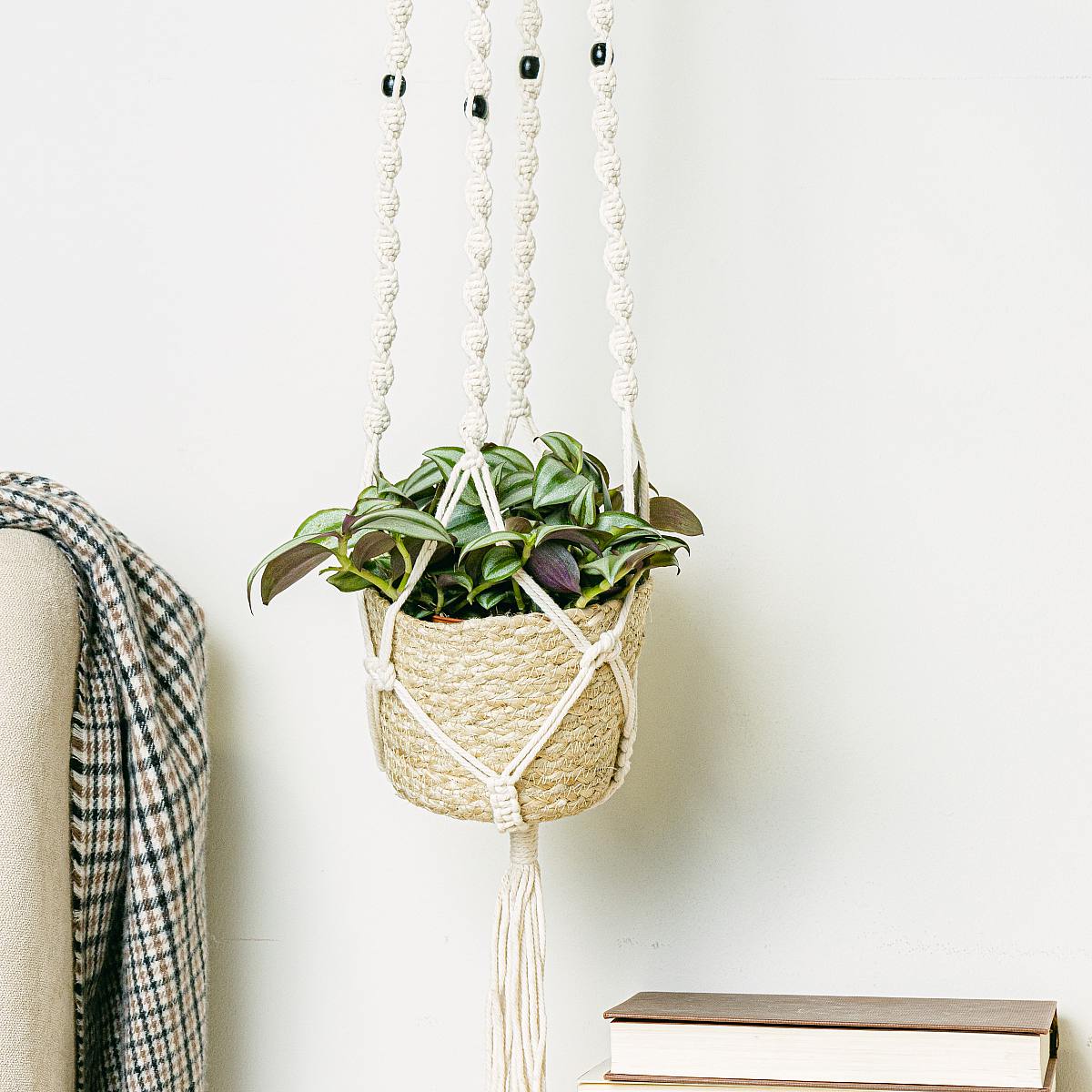 Tradescantia zebrina picture 2