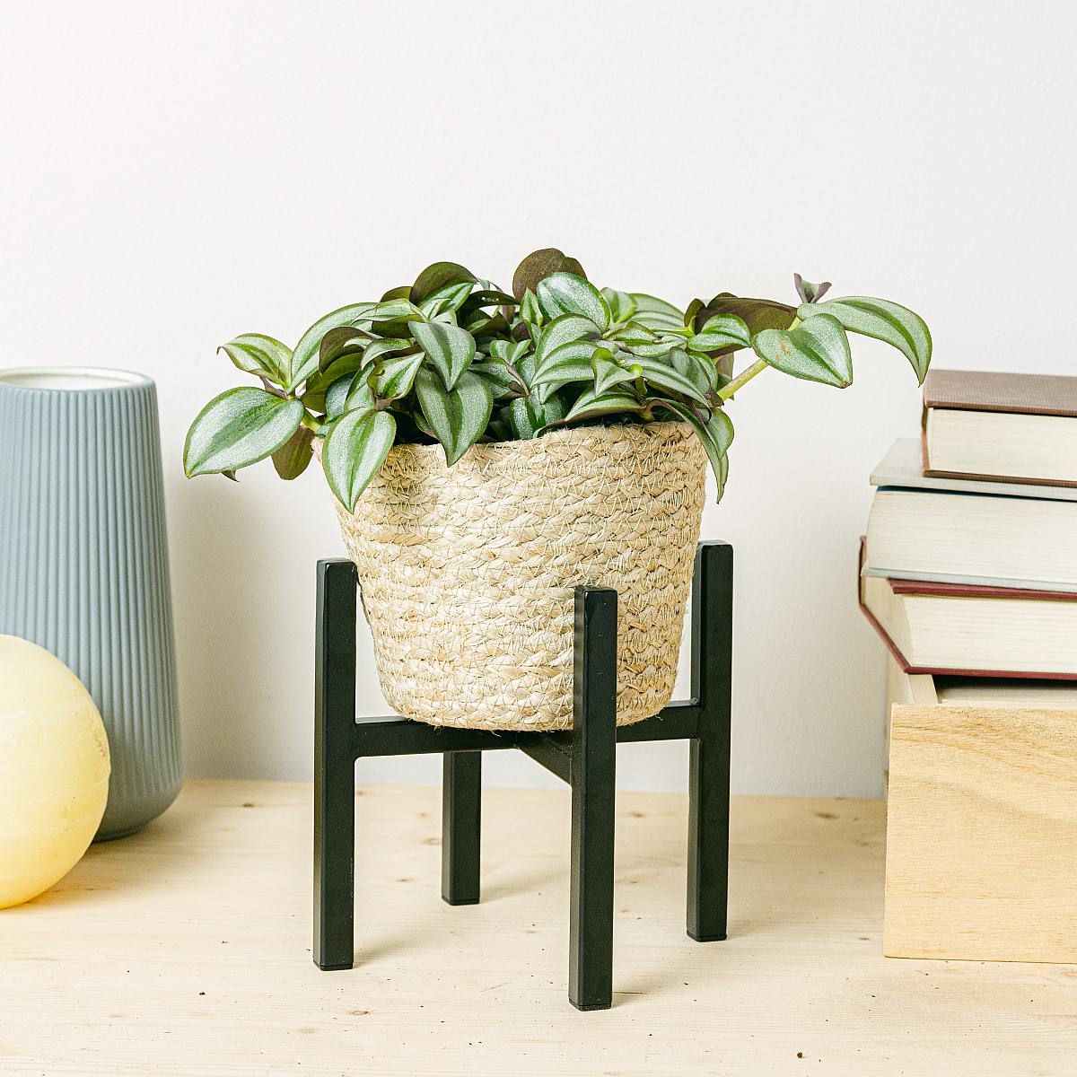 Tradescantia zebrina picture 3