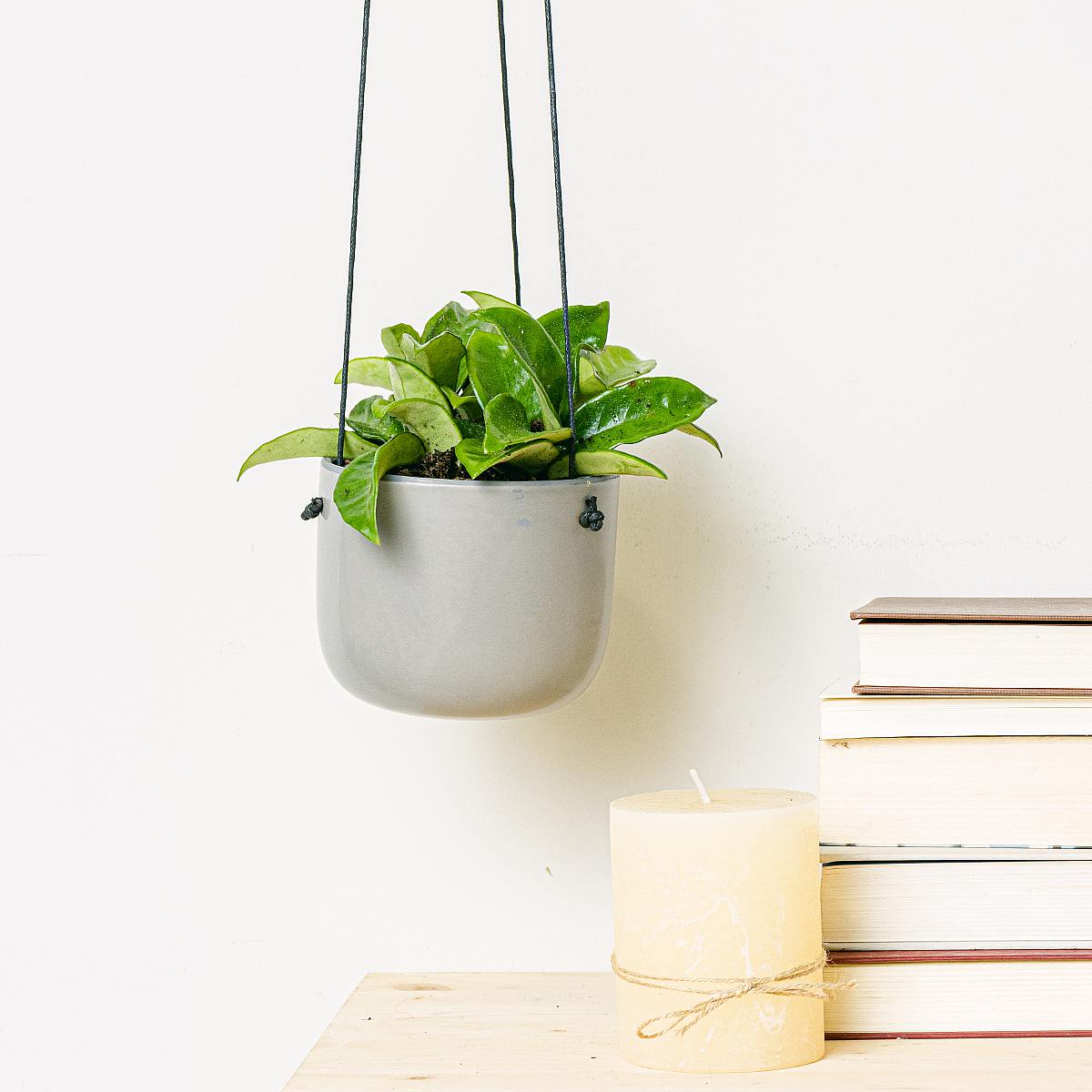 Hoya Carnosa Krinkle picture 2