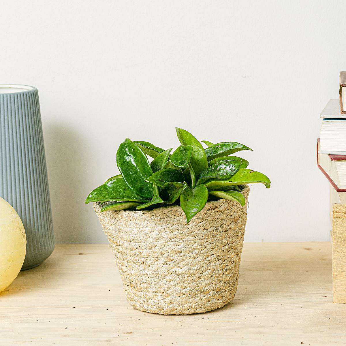 Hoya Carnosa Krinkle picture 3