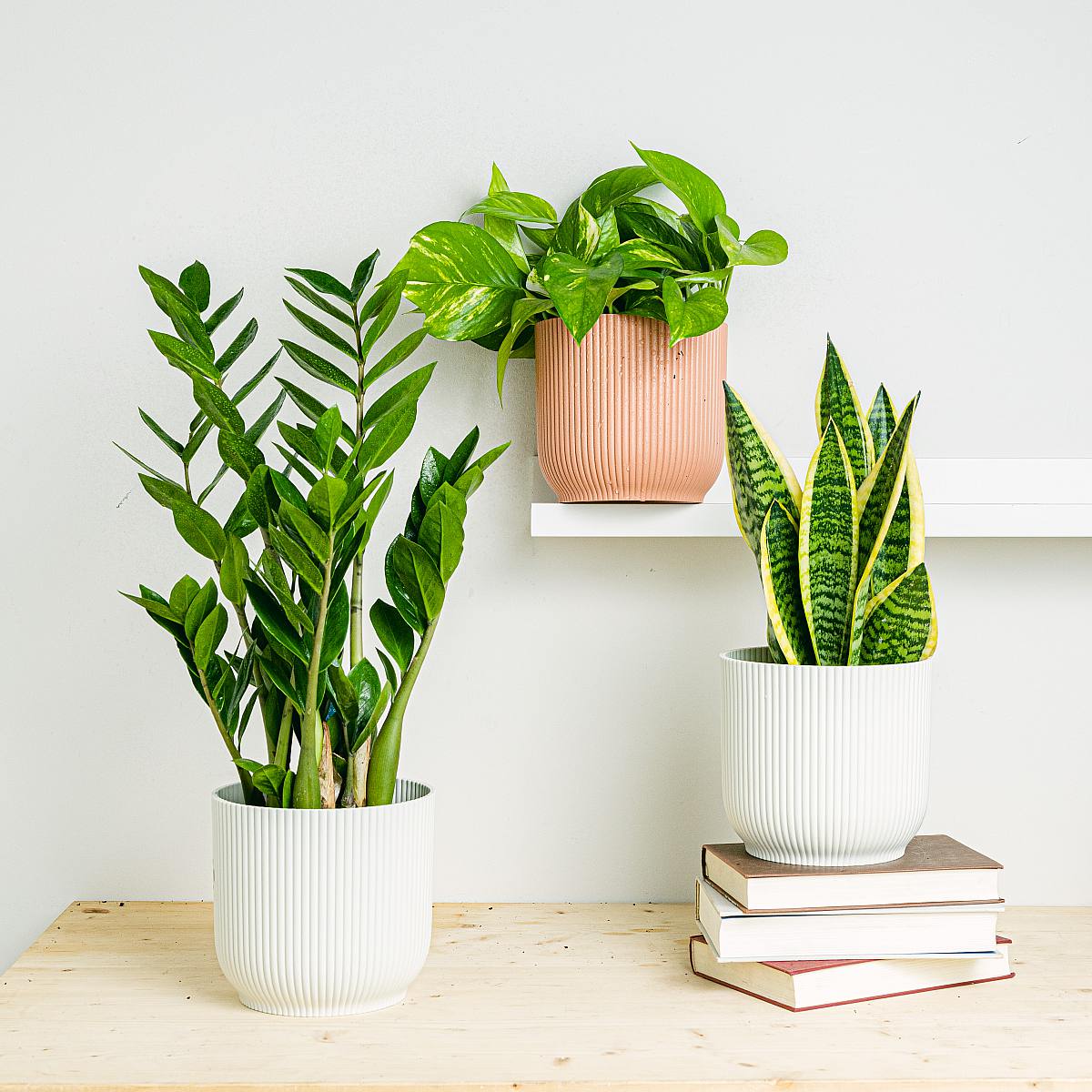 Trojice rostlin: elegantní čističky picture 1