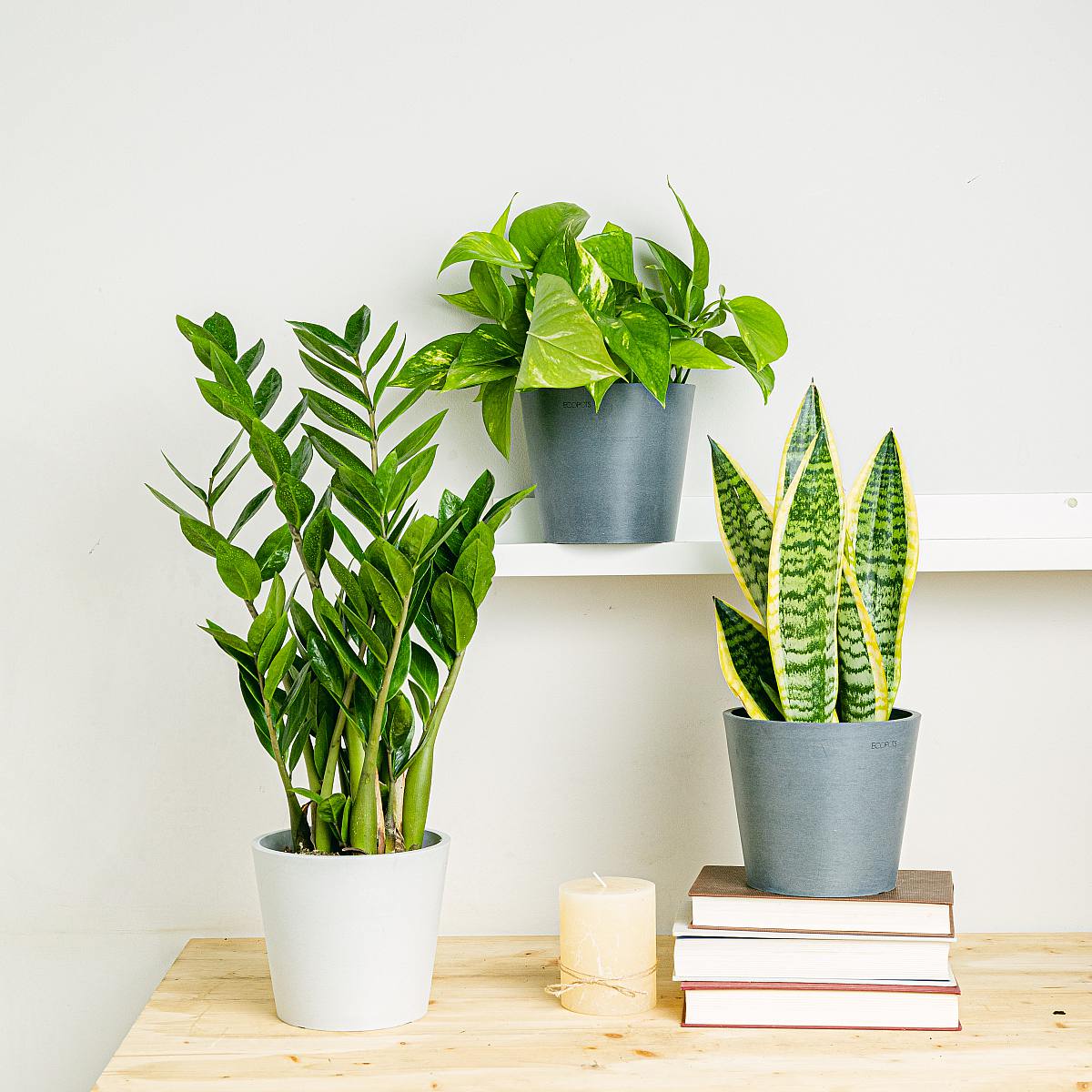 Trojice rostlin: elegantní čističky picture 2