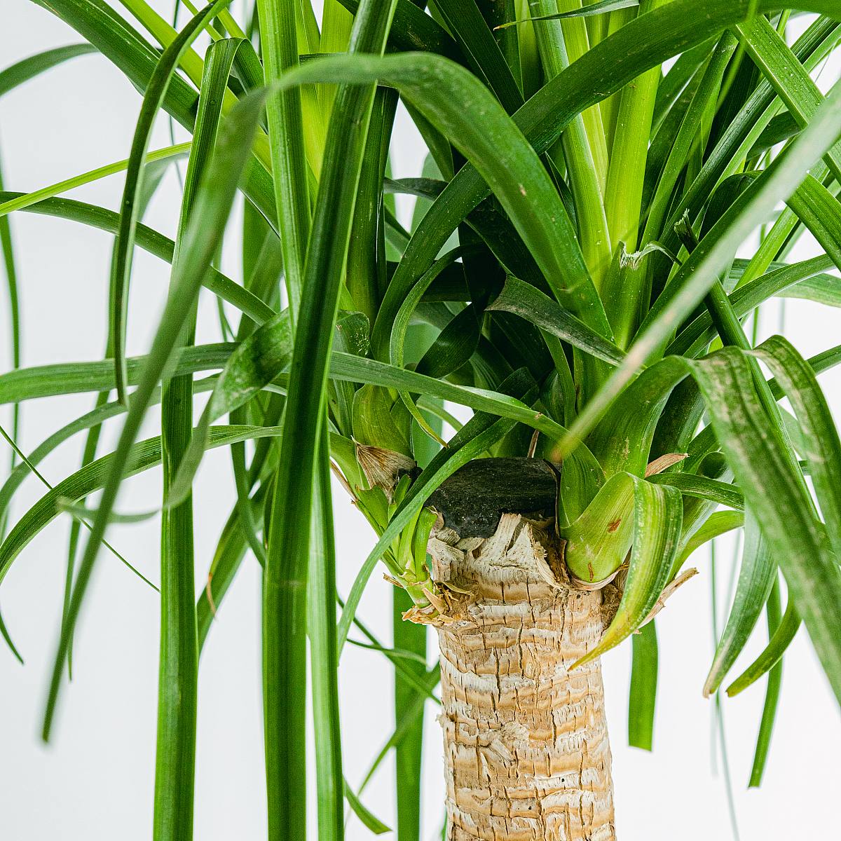 Beaucarnea picture 3