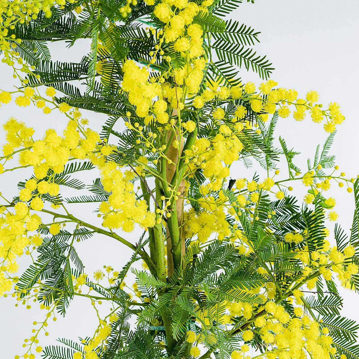 Mimosa picture 4