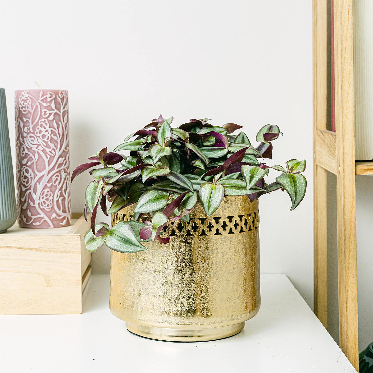 Tradescantia zebrina picture 2