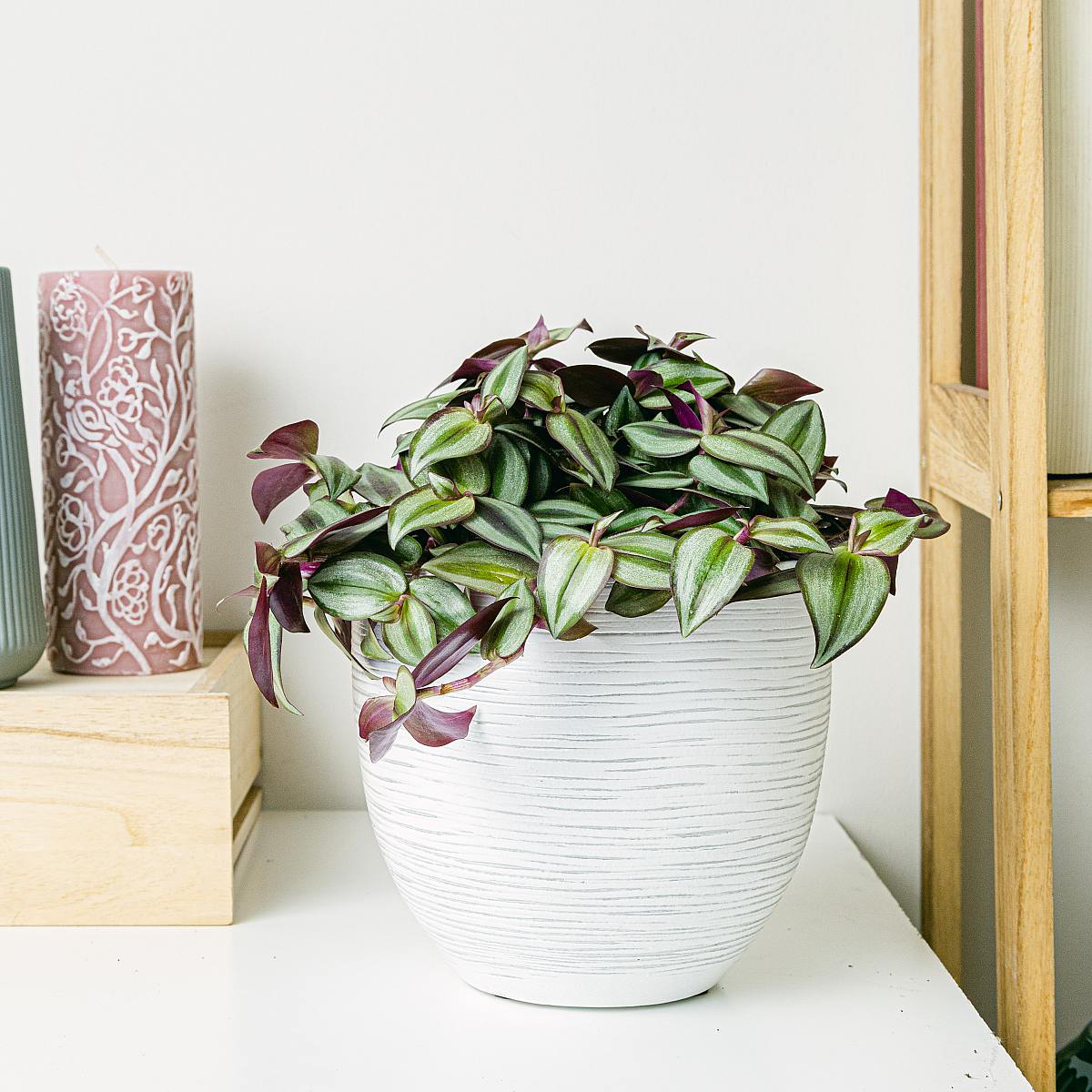 Tradescantia zebrina picture 3