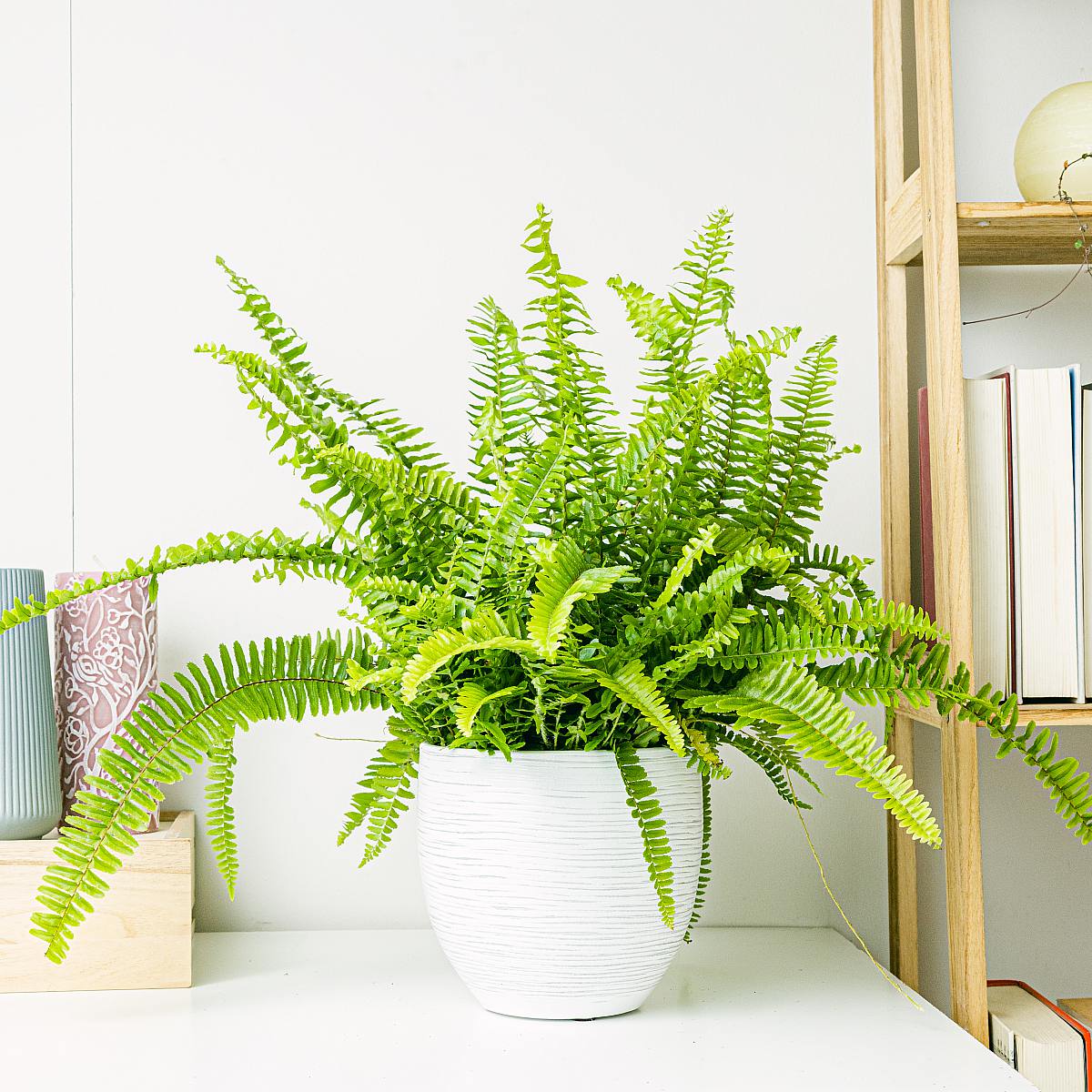 Paproć bostońska picture 0