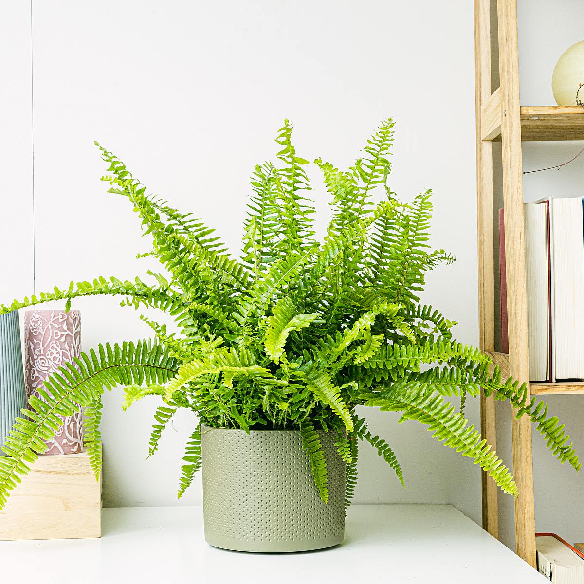 Paproć bostońska picture 1